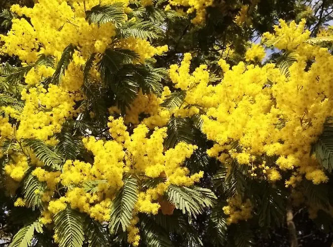 Sous Les Mimosas Saint-Jean-de-Monts