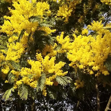 Sous Les Mimosas Saint-Jean-de-Monts